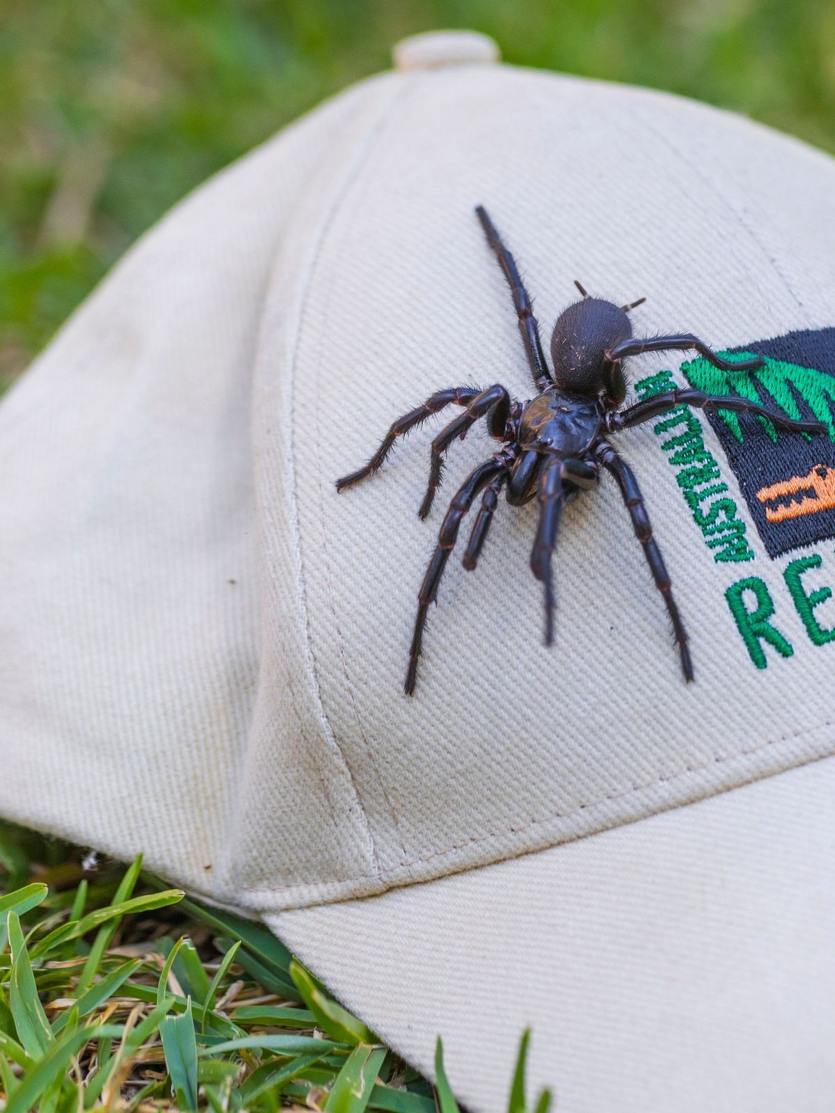 Australia Largest Poisonous Spider