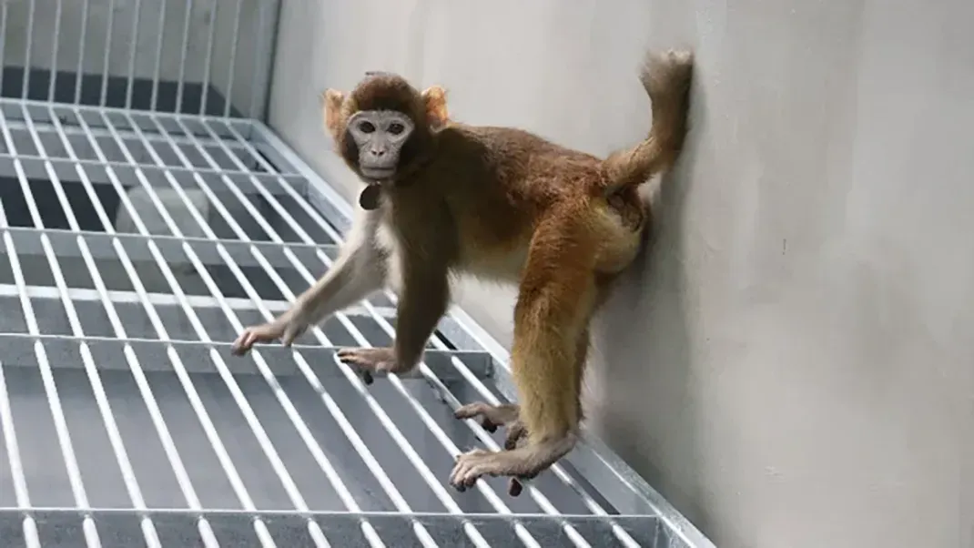 Retro ist erst die zweite Primatenart - aber der erste Rhesus-Affe, den Wissenschaftler:innen erfolgreich klonen konnten.