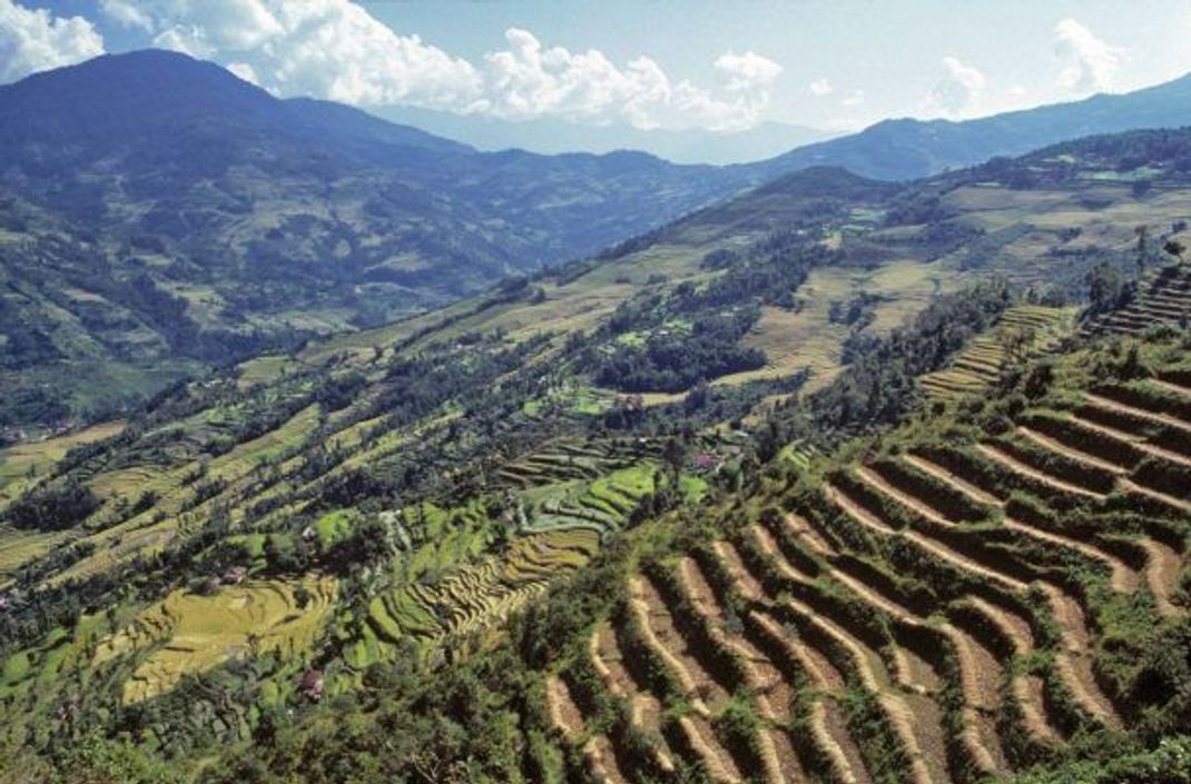 Typisch für Sikkim sind terrassenförmige Felder.