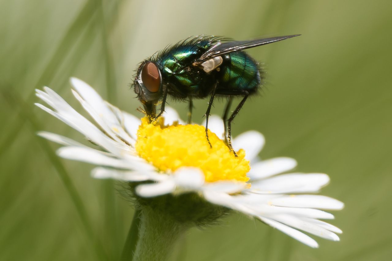 Schmeißfliege: Das metallische Schimmern des Körpers ist eines der charakteristischsten Merkmale dieser meist dickeren Brummer. Sie werden gut 14 Millimeter lang und es gibt weltweit über 1.000 Arten. Ihr Geruchssinn führt sie zur Nahrung wie Käse, Wurst, Blütenpollen und Nektar, aber auch Kot und faulende organische Substanzen. Das Foto zeigt eine Goldfliege. Sie gehört zu den häufigsten Schmeißfliegenarten.