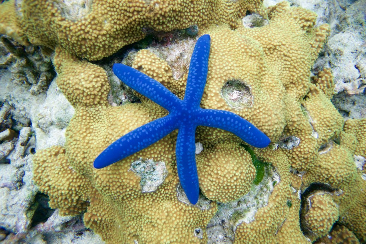 Der blaue Seestern lebt als tropische Schönheit im Pazifik, etwa vor Japan, Hawaii und Südseeinseln.