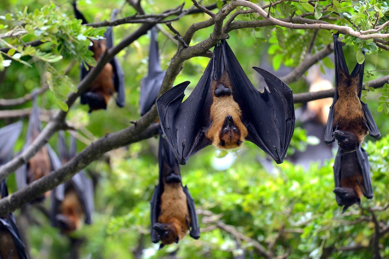 Wenn sie in Australien umherfliegen, färbt sich der Himmel schwarz. Bis zu 100.000 Flughunde können in einer Kolonie leben. Ihre Nahrung? Vegetarisch. Die Tiere saugen Fruchtsaft aus Obst.