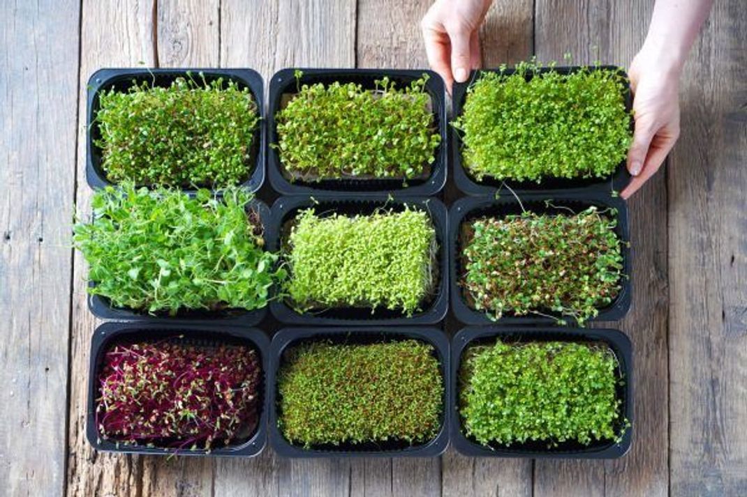 Klein aber fein: Bei den Microgreens ist für jeden Geschmack etwas dabei.