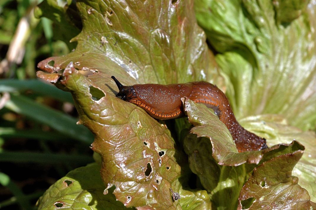 Nacktschnecken mit Salat loswerden? Klingt seltsam, aber funktioniert