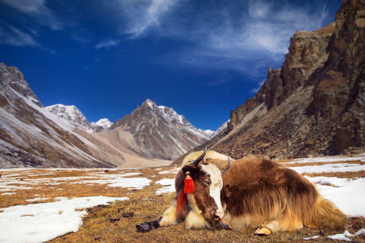 Je nach Route braucht man 3 bis 4 Wochen, um den rund 320 Kilometer langen Snowman Trek in Bhutan zu bewältigen. Er führt über etliche Pässe - manche davon sind mehr als 5.000 Meter hoch - durch den Himalaya, vorbei an vergletscherten Sechs- und Siebentausendern. Die Ausrüstung tragen Yaks. Beste Trekking-Zeit: April/Mai sowie September/Oktober.