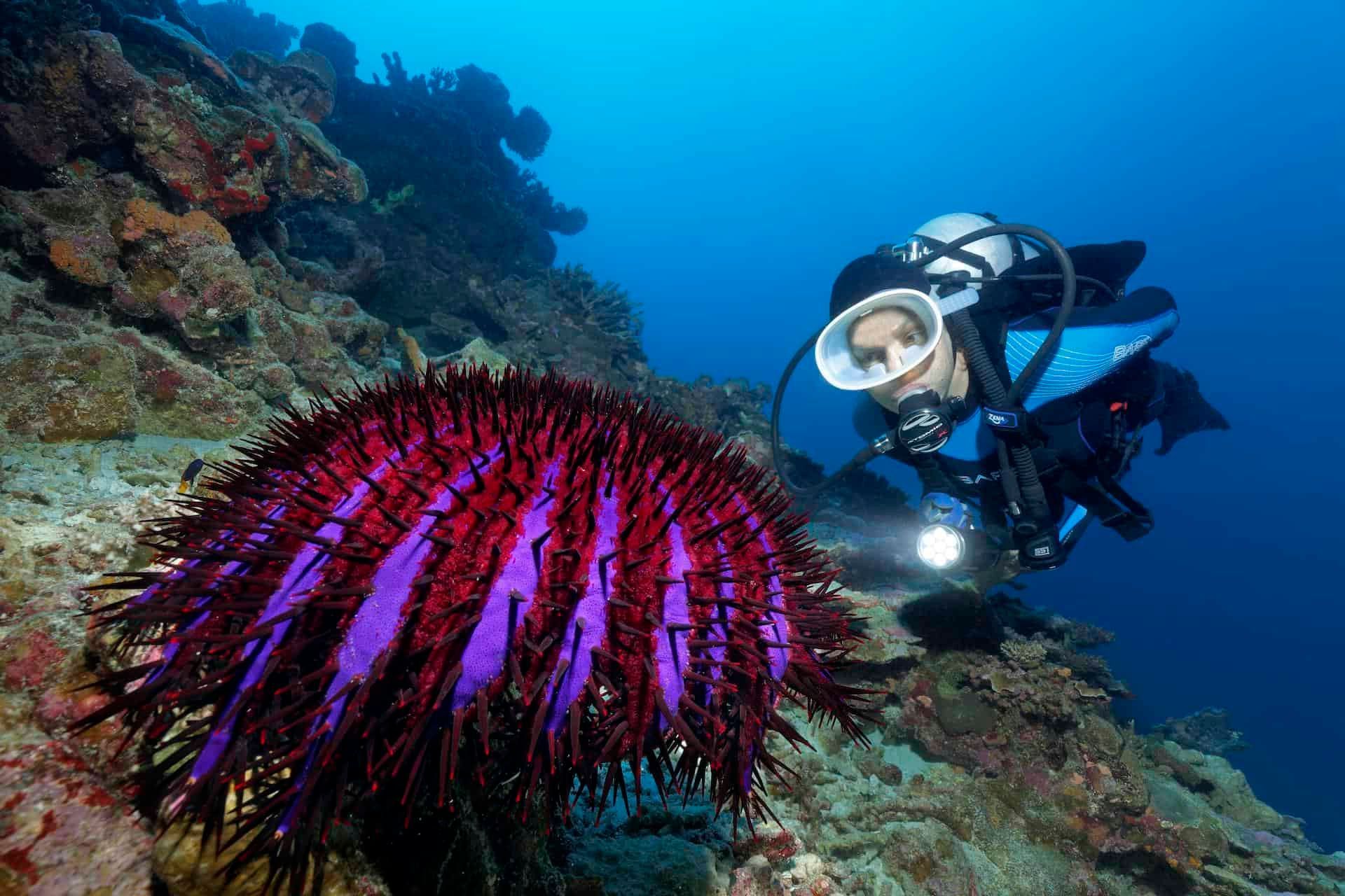 Dornenkronenseestern (Acanthaster planci)