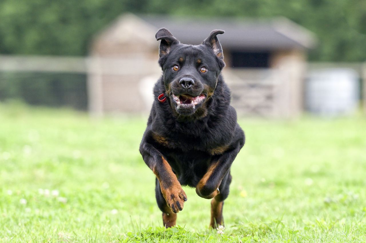 Ein ausgewachsener Rottweiler bringt rund 50 Kilo auf die Waage. Schnell und wendig sind die Kraftpakete trotzdem: Sie trieben einst das Vieh im deutschen Rottweil ein. 