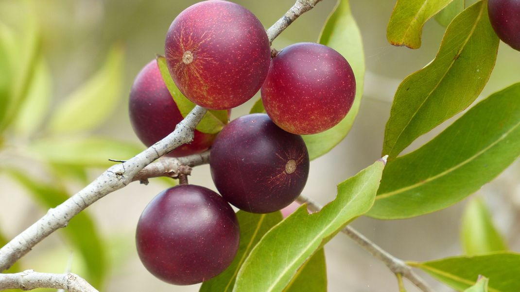 Die Vitamin-C-reiche Camu-Camu-Frucht aus der Familie der Myrtengewächse