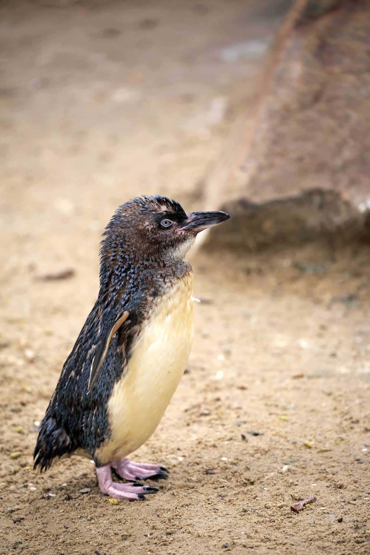 Zwerg-Pinguin auf Kangaroo Island, Südaustralien. Population: 470.000.