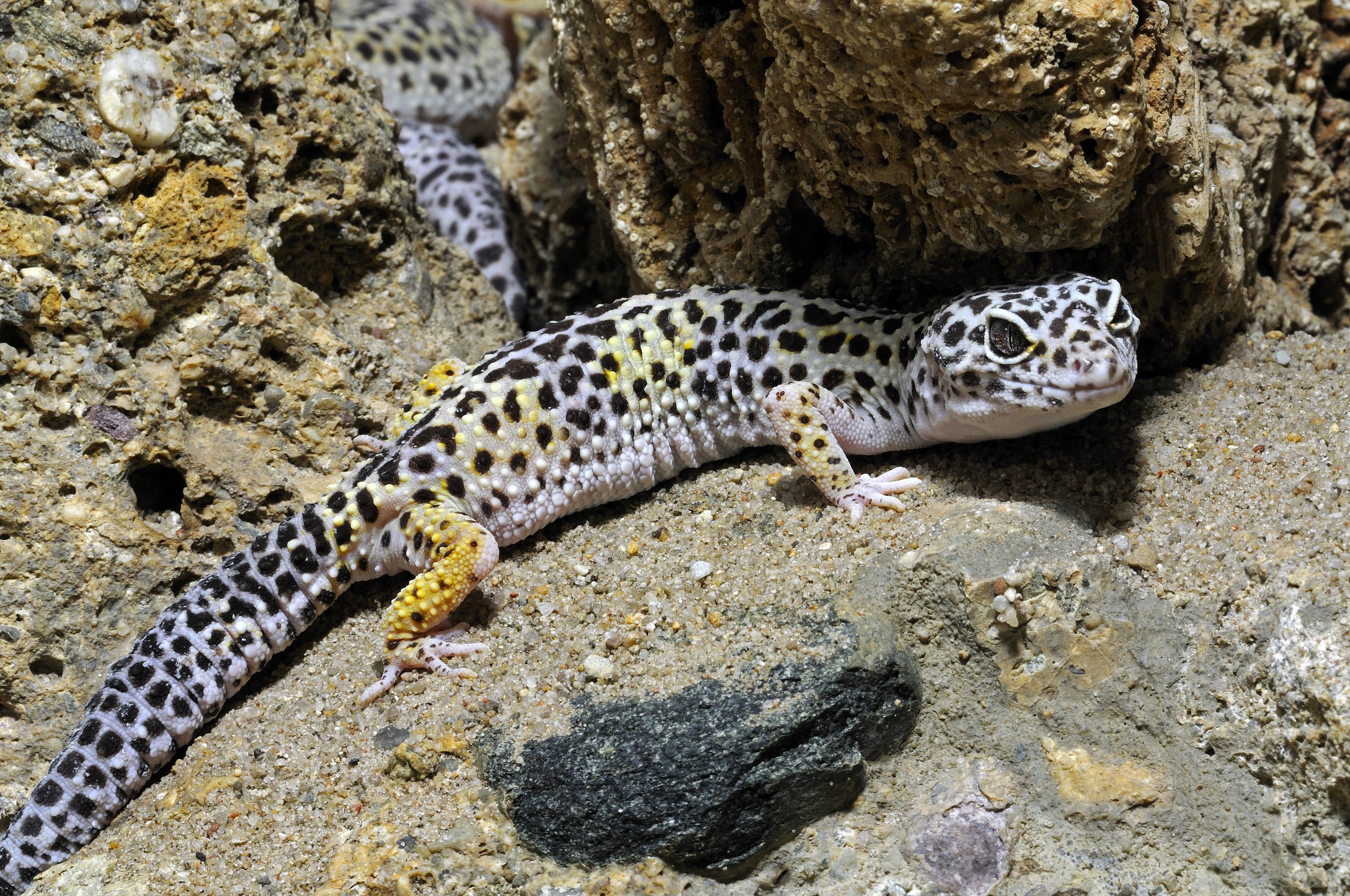 Leopardengeckos eignen sich als Haustier für Terraristik-Einsteiger:innen. Die auch Pakistanische Fettschwanzgeckos genannten Echsen leben in Steppen und trockenen Grasländern Asiens.