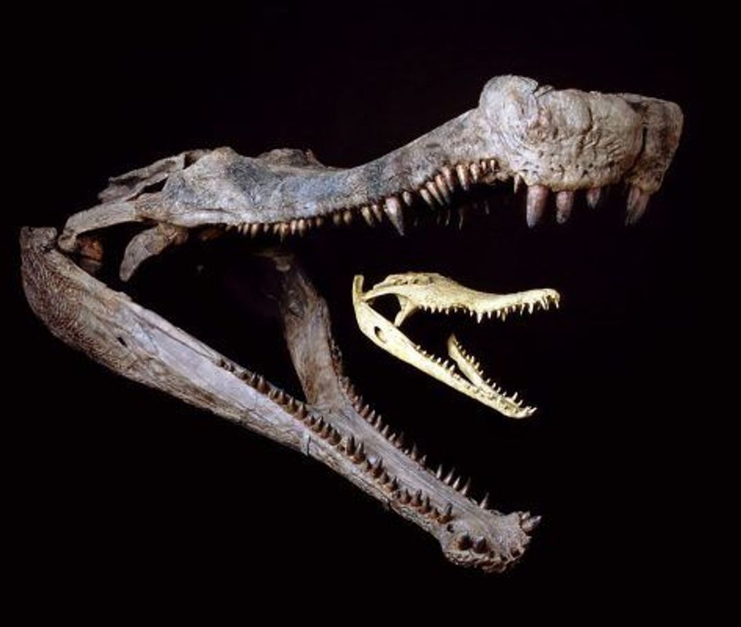 Süß, oder? Der Kopf eines Orinoco-Krokodils, das mit Längen von rund sechs Metern zu den größten heutigen Krokodilen zählt, neben dem gewaltigen Kopf eines Sarcosuchus. Das Urzeit-Krokodil besaß im Vergleich zu seinem Körper einen auffallend großen Kopf - perfekt angepasst an die Jagd auf große Beute.