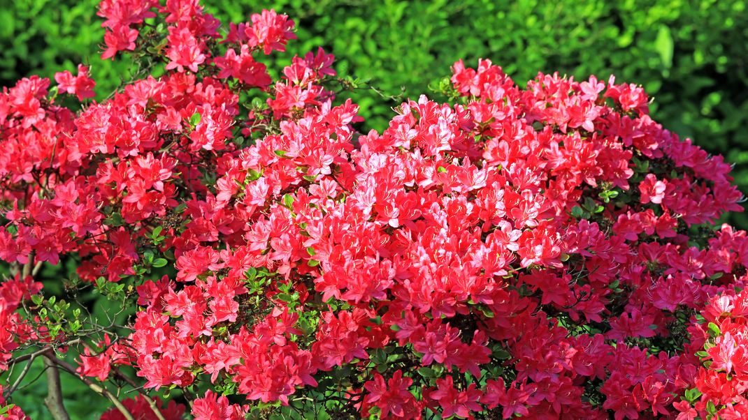 Azaleen zählen zur Gattung der Rhododendren.