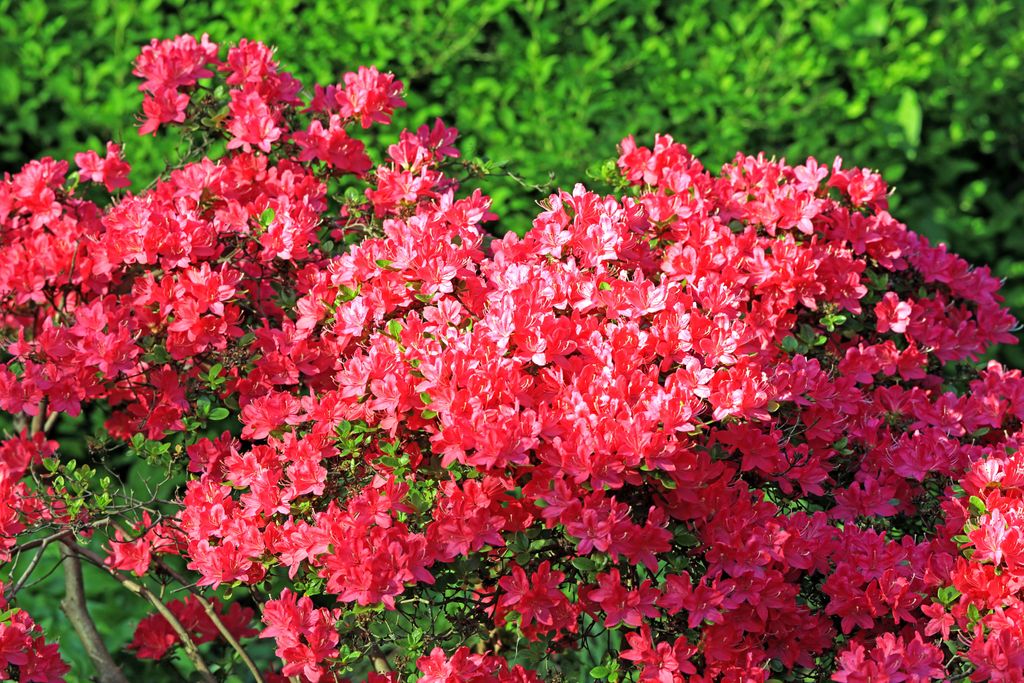 AzaleenZauber Wie du die Pflanze jetzt im Sommer pflegen solltest!