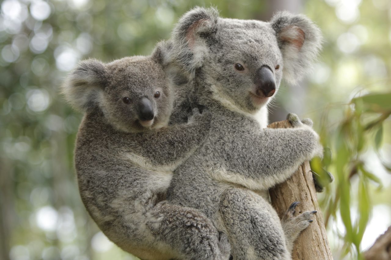 Ein weiteres typisch australisches Tier ist bedroht: Der Koala. Die Brände machen den gemächlichen Tieren extrem zu schaffen.