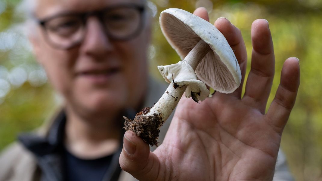 Der Eifeler Pilzsachverständige Thomas Regnery zeigt einen essbaren und ungiftigen Champignon. Allein in der Eifel wachsen 6.000 verschiedene Arten von Pilzen.