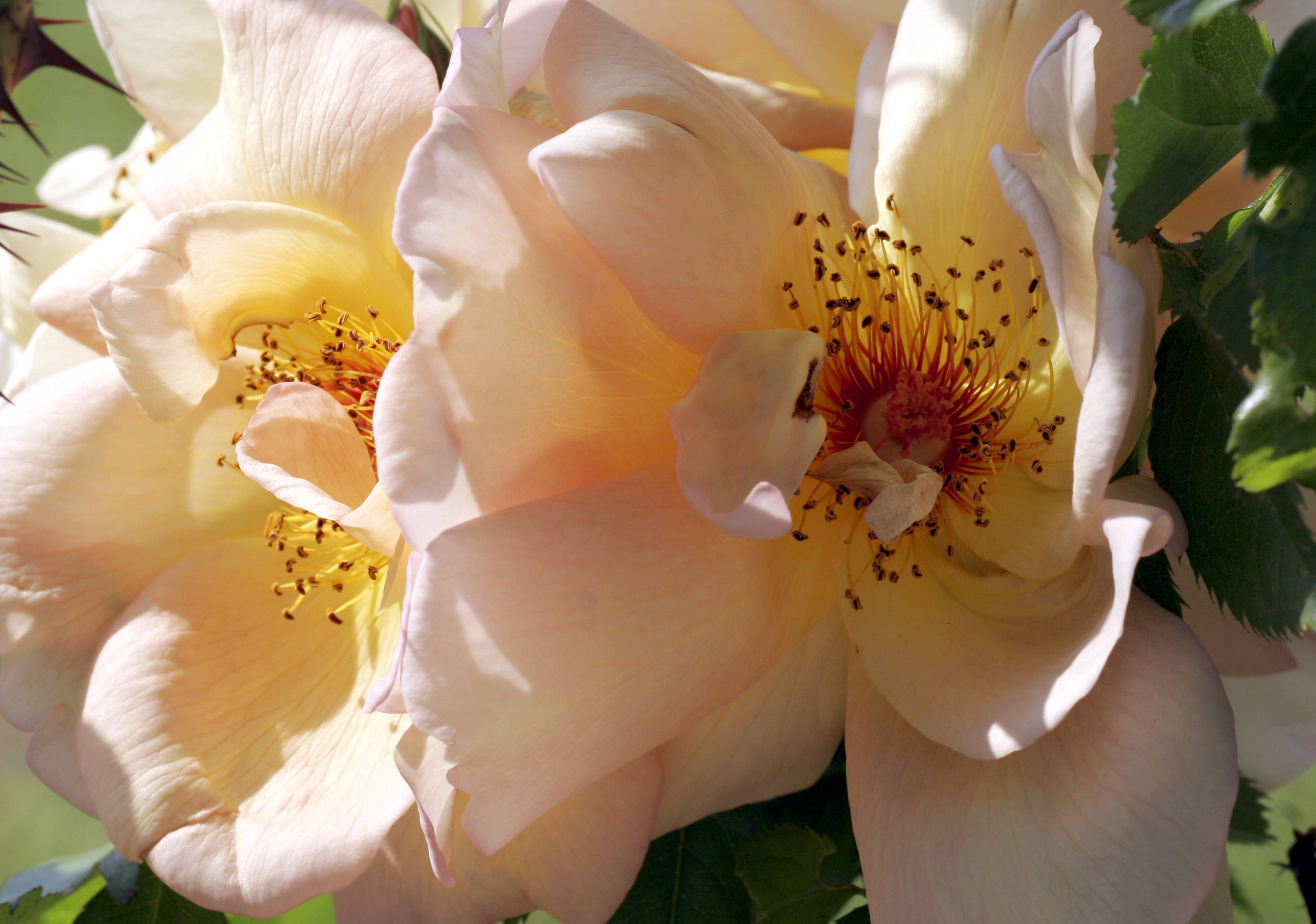 Maigold - der Name ist Programm. Die Rose ist ein Strauch und blüht im Mai.