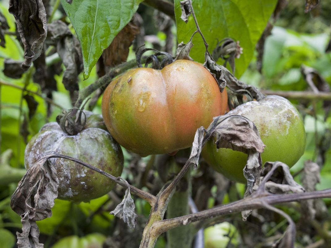 Sind Tomaten von Braunfäule befallen, sehen sie so aus – alles andere als appetitlich.