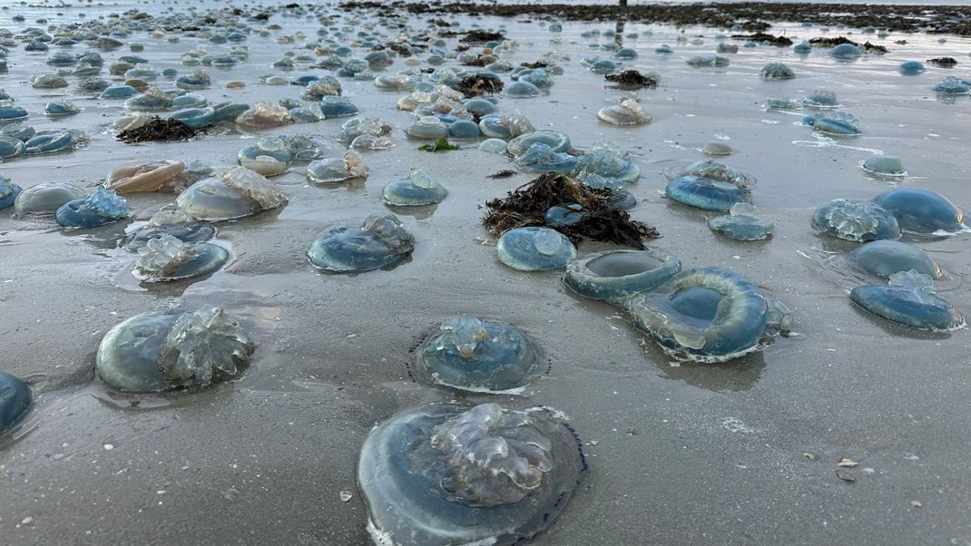 Hunderte blaue, tote Wurzelmundquallen liegen am Weststrand der ostfriesischen Insel Norderney. 