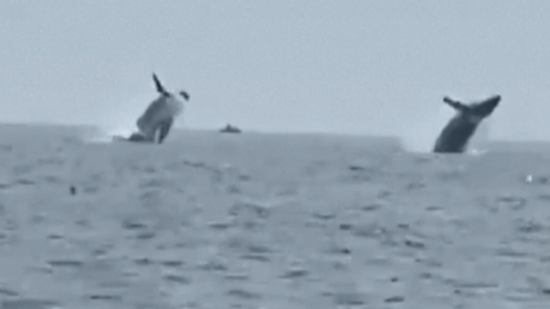 Wale auf dem Meer