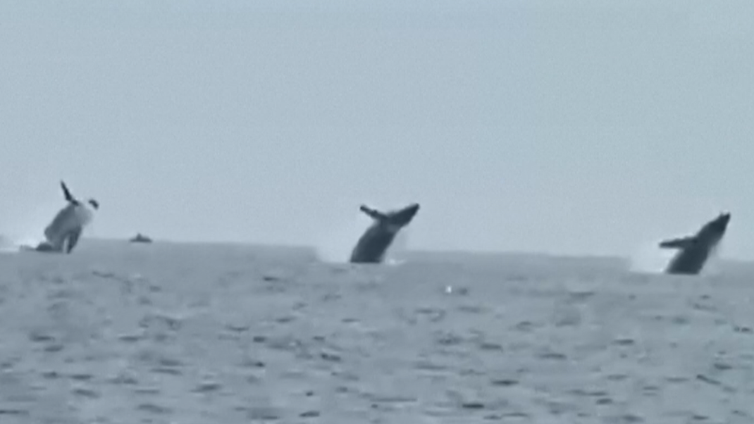 Dieses Video wird Robert Addie nicht so schnell vergessen: er nahm den Moment auf, in dem drei Wale gleichzeitig aus dem Meer sprangen.