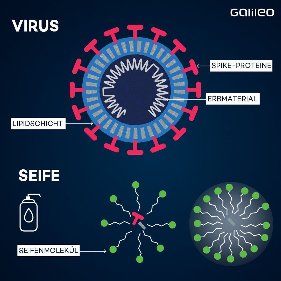 Das Corona-Virus zählt zu den behüllten Viren und besteht hauptsächlich aus Proteinen, seiner Erbsubstanz und Lipiden. Die Lipidschicht ummantelt das Virus. Die Seifenmoleküle drängeln sich zwischen die Lipide und zerstören so die Hülle des Virus. Das so in seine Einzelbestandteile zersetzte Virus wird mit dem Wasser abgewaschen. Desinfektionsmittel neutralisiert die Viren, ist aber nicht ganz so effektiv wie die gute alte Seife.