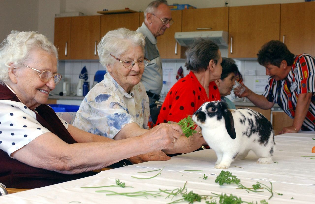 Flauschig? Ja. Süß? Ja. Streicheln? Ja, bitte. Auch mit Hasen und Kaninchen hat man bei der Therapie in Altenheimen gute Erfahrungen gemacht.