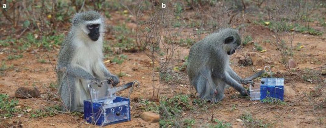 Das weibliche Alpha-Tierchen öffnet den Deckel der Futterbox (a). Die männliche Meerkatze einer anderen Gruppe zieht die Schublade auf (b).