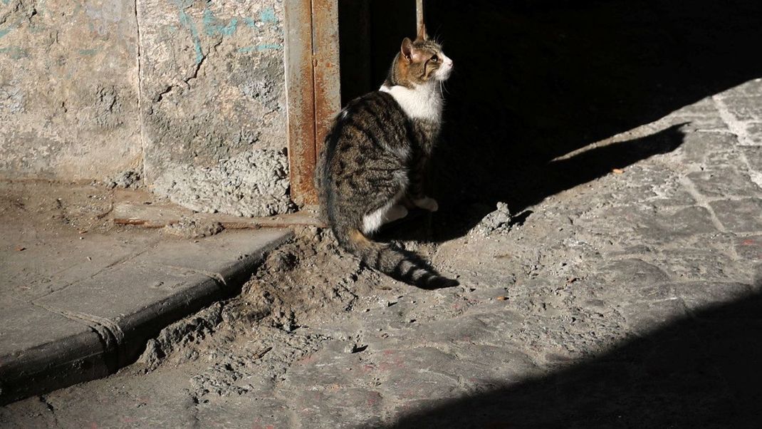 Ein Gericht in der Türkei verurteilte einen Mann, der eine Katze zu Tode quälte, zu zweieinhalb Jahren Haft wegen der "absichtlichen Tötung eines Tiers". (Symbolbild)
