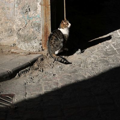 Getötete Katze namens Eros bewegt Türkei