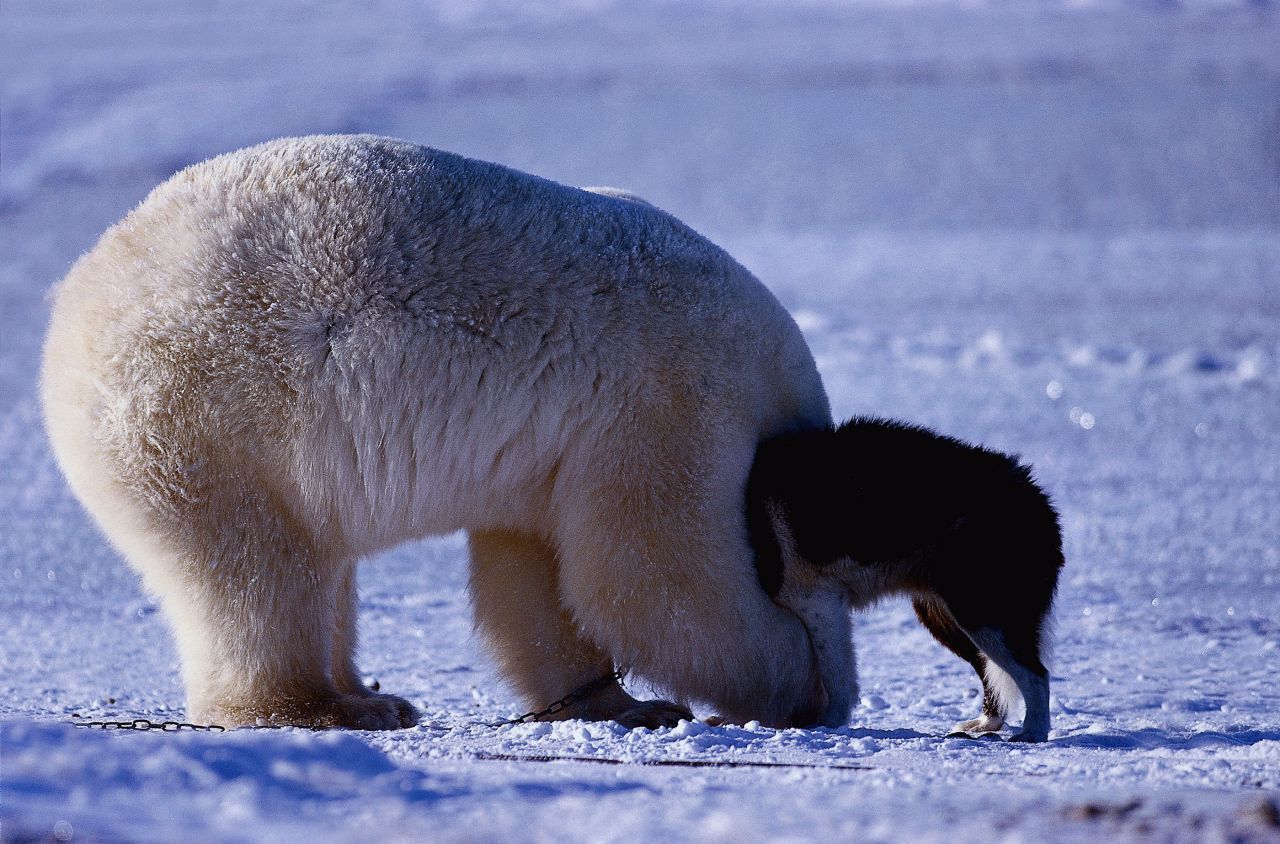 Nein, der Eisbär verschlingt den Schlittenhund nicht. Die beiden Tiere spielen im Schnee in Kanada.