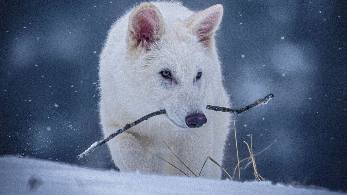 Grauwolf mit Schattenwolf-Genen