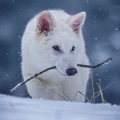Grauwolf mit Schattenwolf-Genen