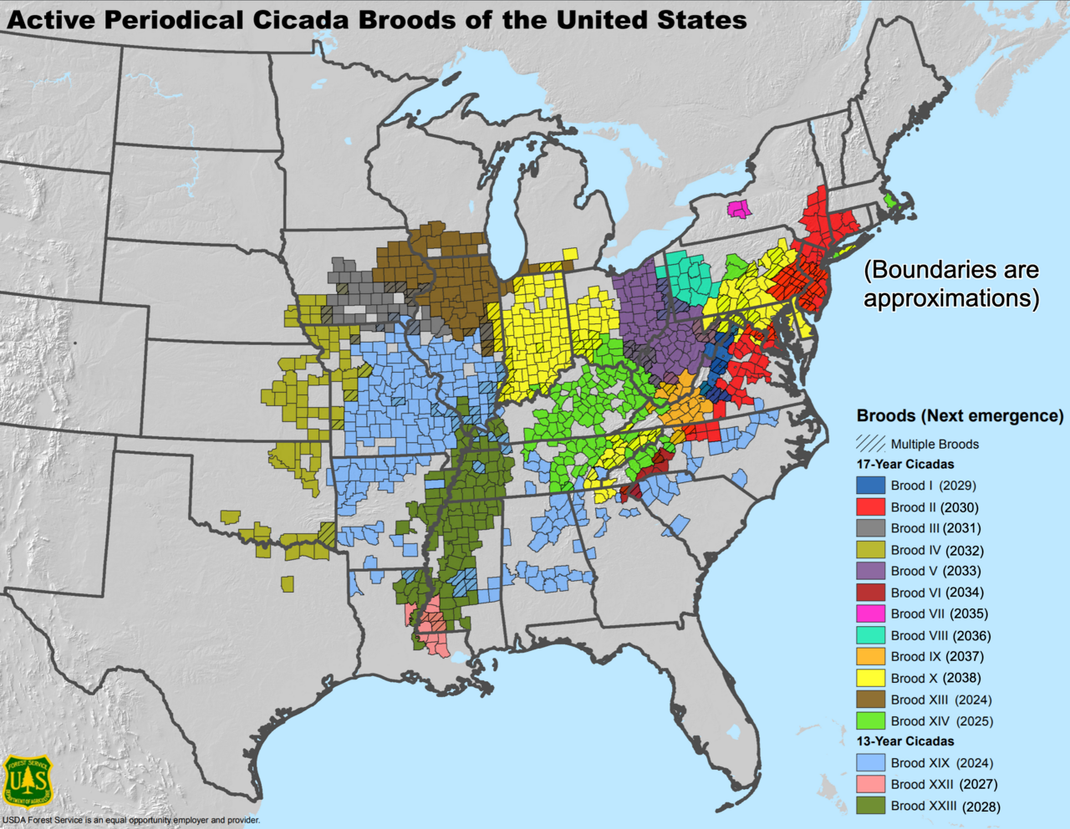 Die Karte zeigt die verschiedenen Zikaden-Populationen im Osten der USA.