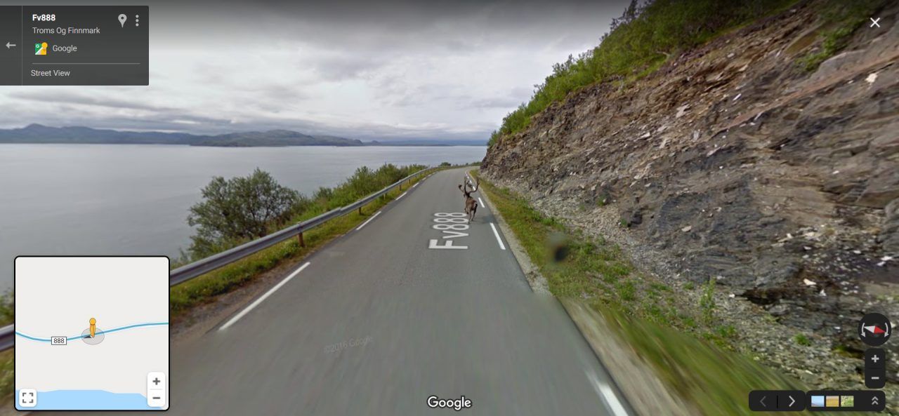 Aber auch auf "Landstraßen" tummeln sich Tiere: Im Norden von Norwegen kann es schon einmal passieren, dass ein Elch auf der Straße steht. 