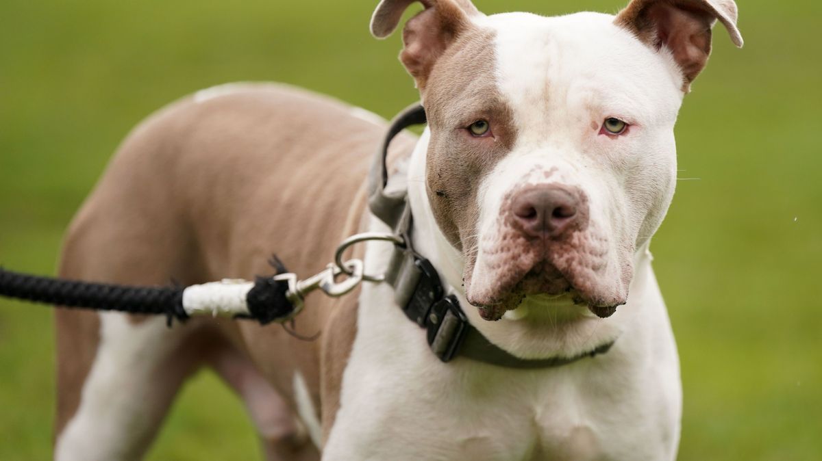 Frauchen in London totgebissen: Hunderasse war in Großbritannien verboten