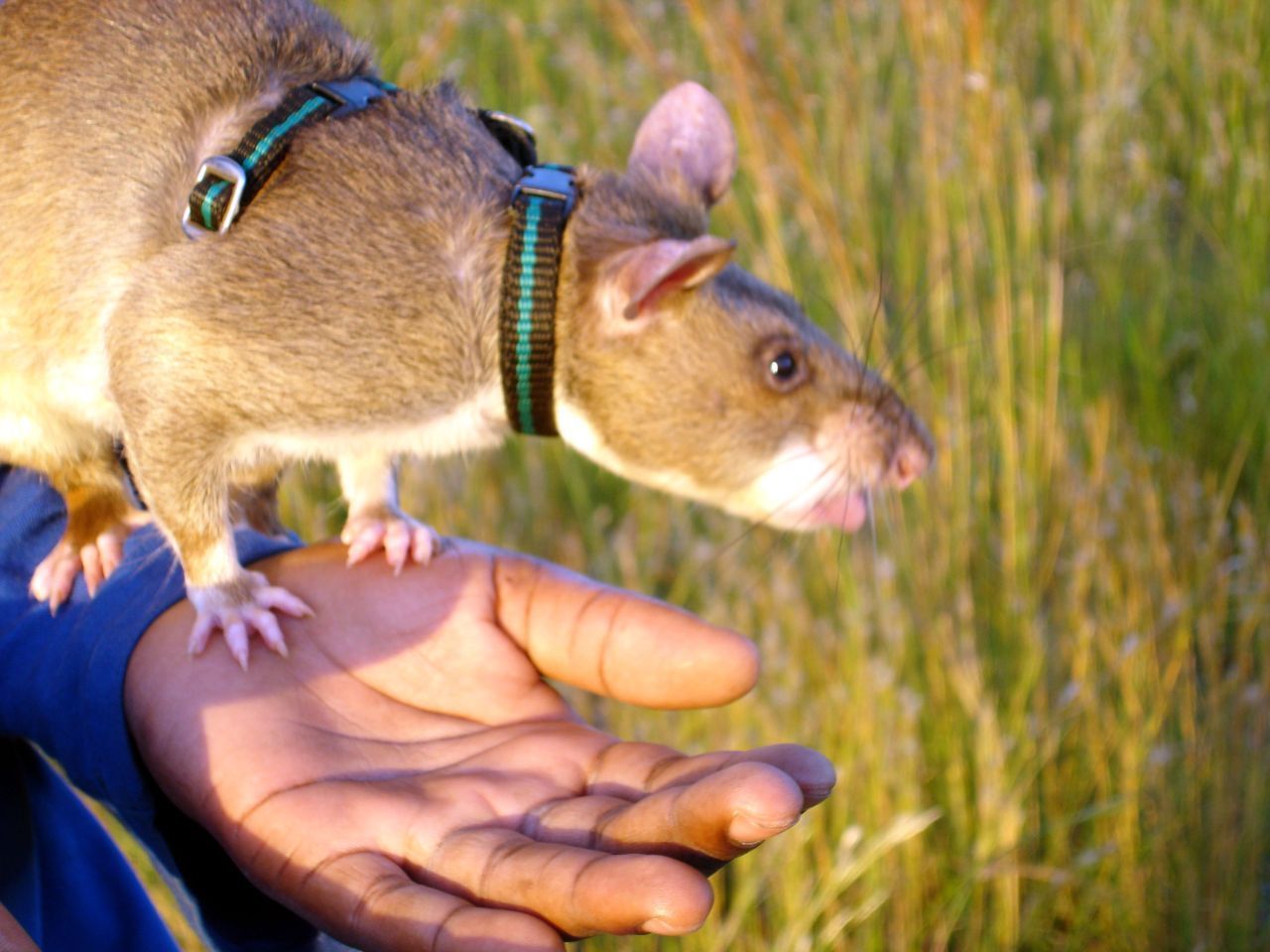 Riesen-Hamsterratte: Die Nager helfen aufgrund ihrer Super-Nase und des leichten Körpergewichts schon seit Jahren bei der Suche nach Landminen. In Tansania, Äthiopien und Mosambik erschnüffeln sie nun auch Tuberkulose. Dank den Tieren konnte die Quote der entdeckten Fälle um 40 Prozent erhöht werden. Eine Ratte kann 100 Proben in 20 Minuten prüfen. Ein Labor bräuchte bis zu vier Tage dafür. 