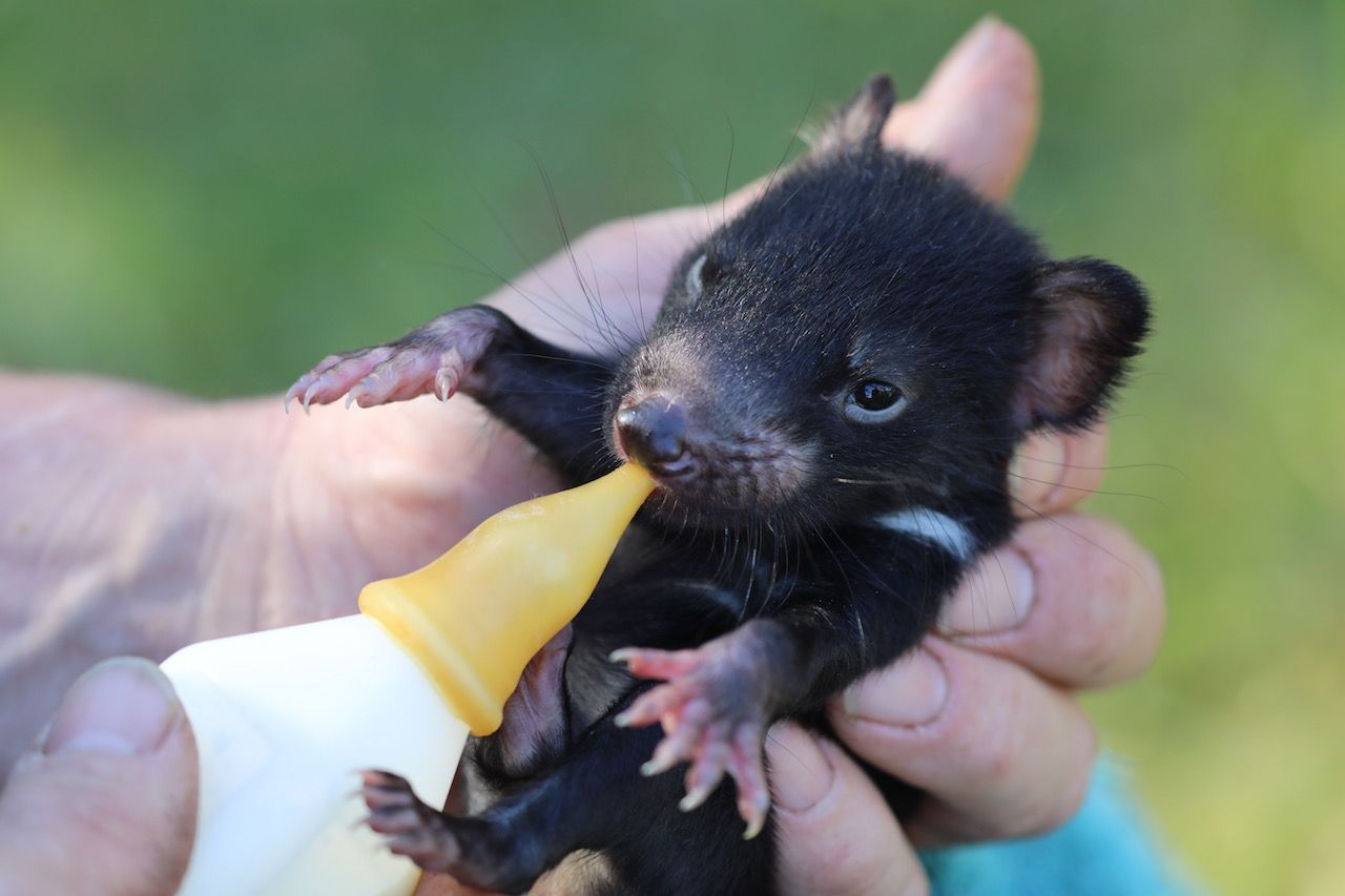 Aufgepäppelt, groß gezogen, ausgewildert:  Die australische Tierschutzorganisation "Aussie Ark" bringt die Tasmanischen Teufel zurück aufs australische Festland. Diese Populationen sind frei von DFTD (Gesichtskrebs).    