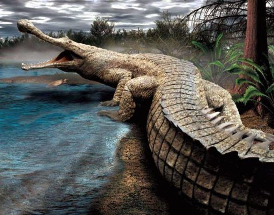 Sarcosuchus machte vor Jahrmillionen die Flüsse der Kreidezeit unsicher. Selbst Dinos fürchteten die Jäger an der lebenswichtigen Wasserquelle.