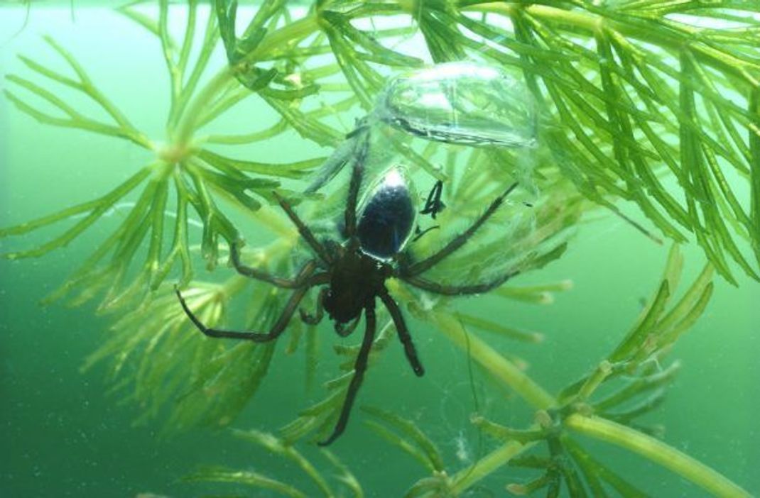 Der Körper der Wasserspinne ist maximal 15 mm groß