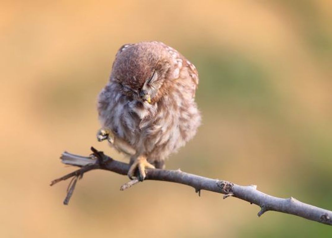 Dass dieser Steinkauz beim Nickerchen nicht vom Baum fällt, verdankt er seinem Greif-Reflex.