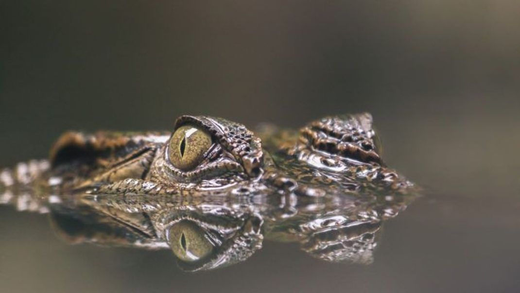 Krokodile weinen auch - aber nicht aus emotionalen Gründen.