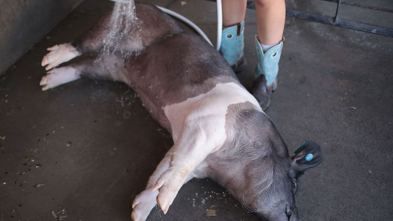 
                <strong>Hogs</strong><br>
                + 5000 (51 US-Dollar für einen US-Dollar)- Vielleicht muss man zweimal hinschauen, aber dieses Schwein wird für seinen großen Auftritt herausgeputzt.
              
