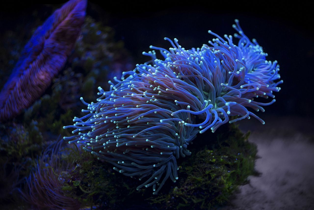 Korallen sind in der Lage, das schwache blaue Licht der Wasseroberfläche zu absorbieren und in orangefarbenes Licht umzuwandeln. Das dringt tiefer ins Gewebe ein, regt die dort lebenden Algen verstärkt zur Photosynthese an und liefert der Koralle dadurch Nährstoffe.