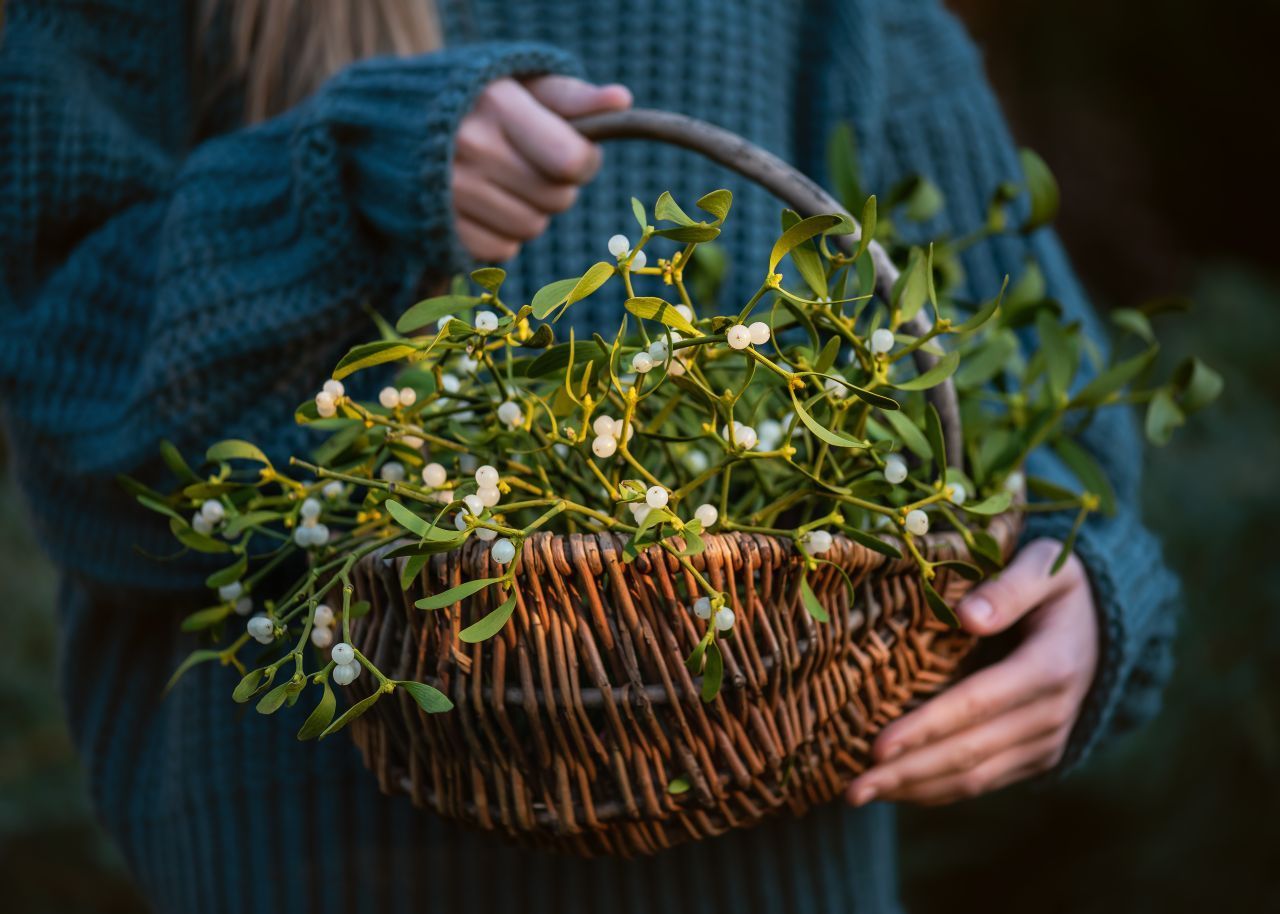 Misteln sind Pflanzen mit immergrünen, länglichen Blättern und weißen Beeren. Was viele nicht wissen: Misteln sind eigentlich Halbparasiten. Bäume sind ihre Wirte, auf denen sie sich einnisten und von denen sie sich ernähren.