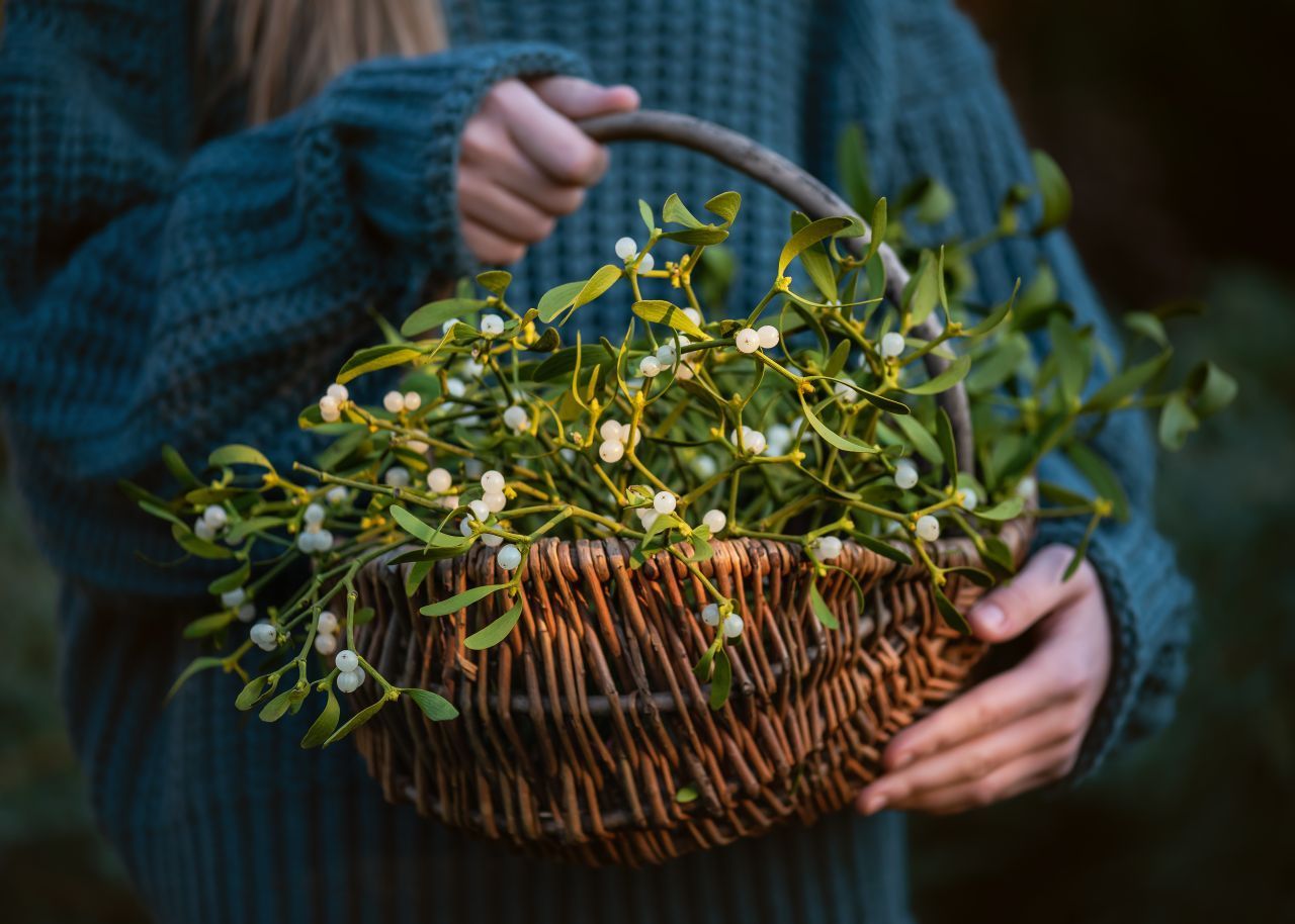 Misteln sind Pflanzen mit immergrünen, länglichen Blättern und weißen Beeren. Was viele nicht wissen: Misteln sind eigentlich Halbparasiten. Bäume sind ihre Wirte, auf denen sie sich einnisten und von denen sie sich ernähren.