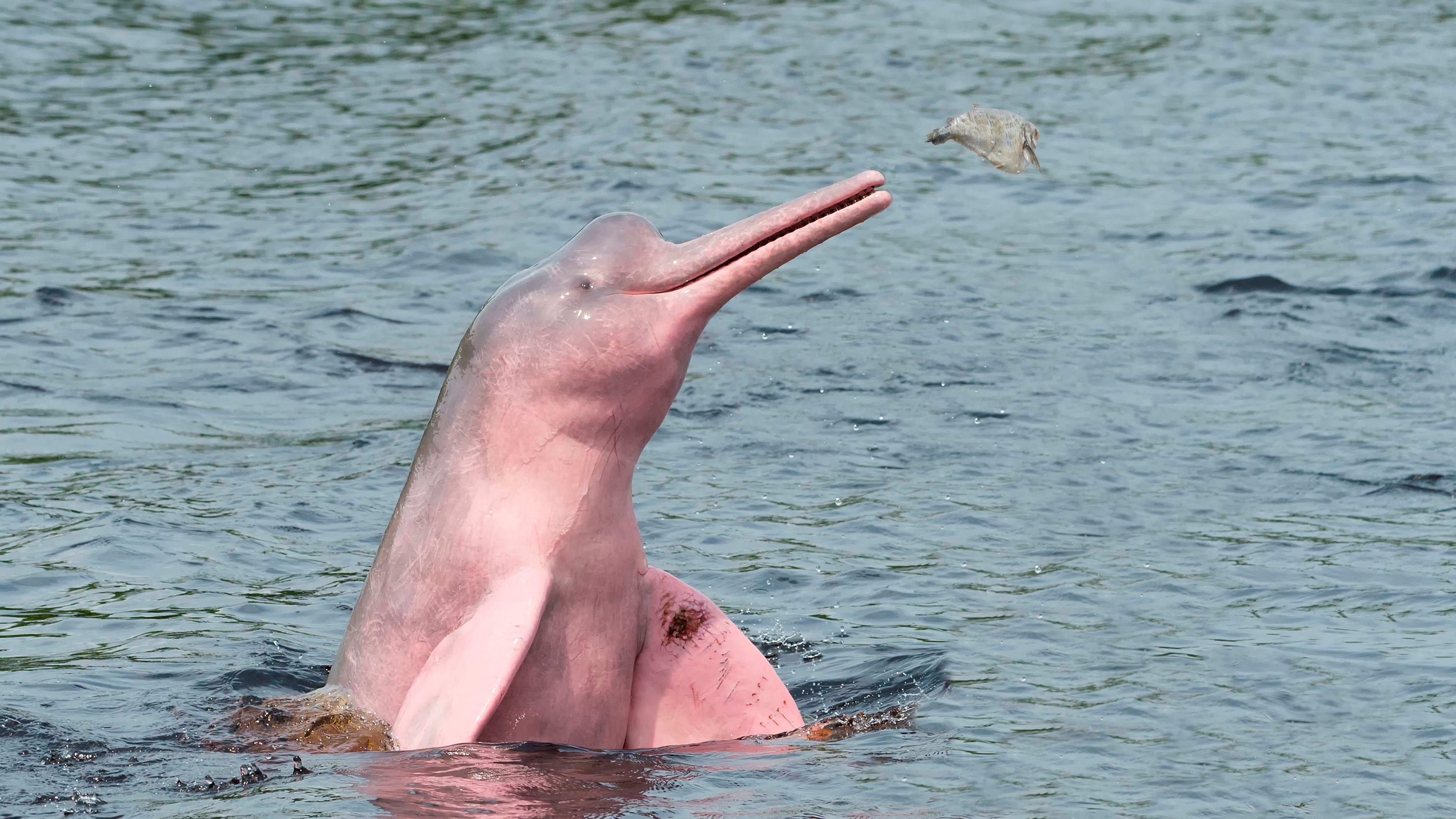 Rosa Brille? Diese pinken Delfine gibt es wirklich, wenn sie auch sehr selten geworden sind: Sie leben im Amazonas und schwimmen in der Regenzeit auch mitten durch den Dschungel. Ihre lange Schnauze hilft, im Unterholz nach Beute zu fangen. Mit ihren kleinen Äuglein sind die Fluss-Delfine fast blind, deshalb verlassen sie sich auf ihren scharfen Geruchssinn. Viel sehen würden sie im trüben Wasser des Amazonas ohnehin nicht.