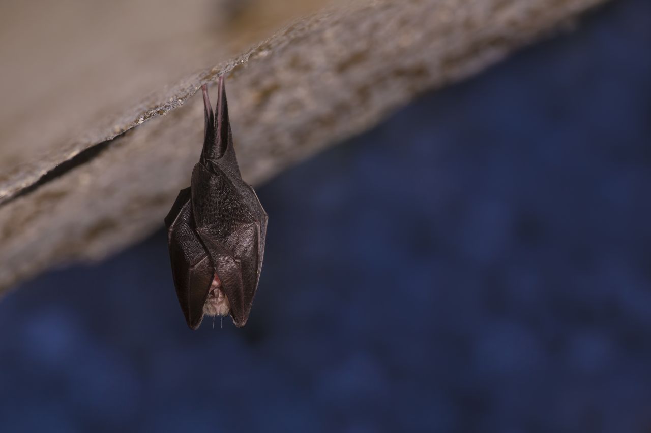 Fledermäuse kamen bisher gut davon. Doch auch sie bleiben nicht verschont. Die Lord-Howe-Großohrfledermaus scheint bereits ausgestorben.