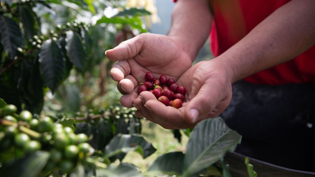Fairtrade fördert den ökologischen Anbau und verbietet den Einsatz von Gentechnik und bestimmten chemischen Substanzen.
