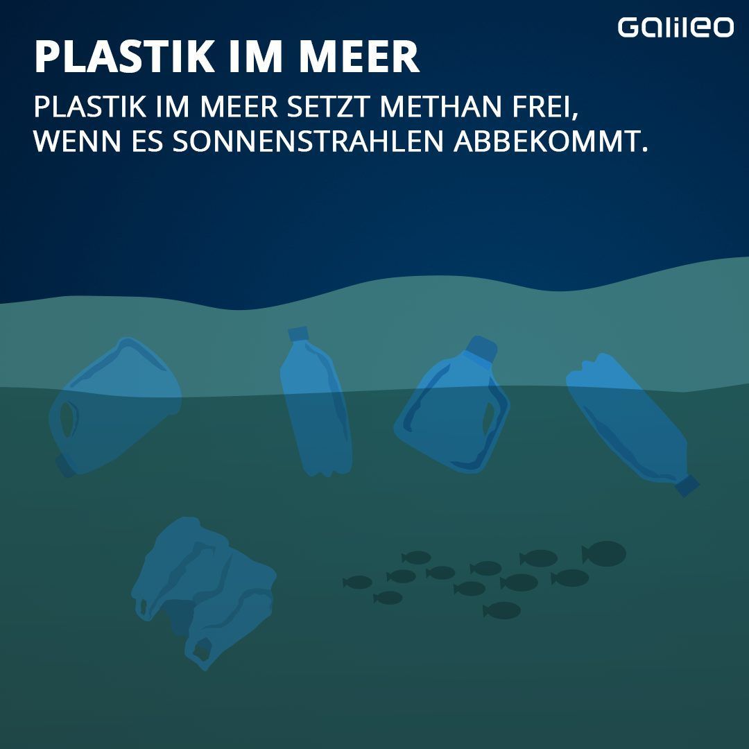 Klima-Killer Kuh: Wird sie zu Unrecht zum Sündenbock?