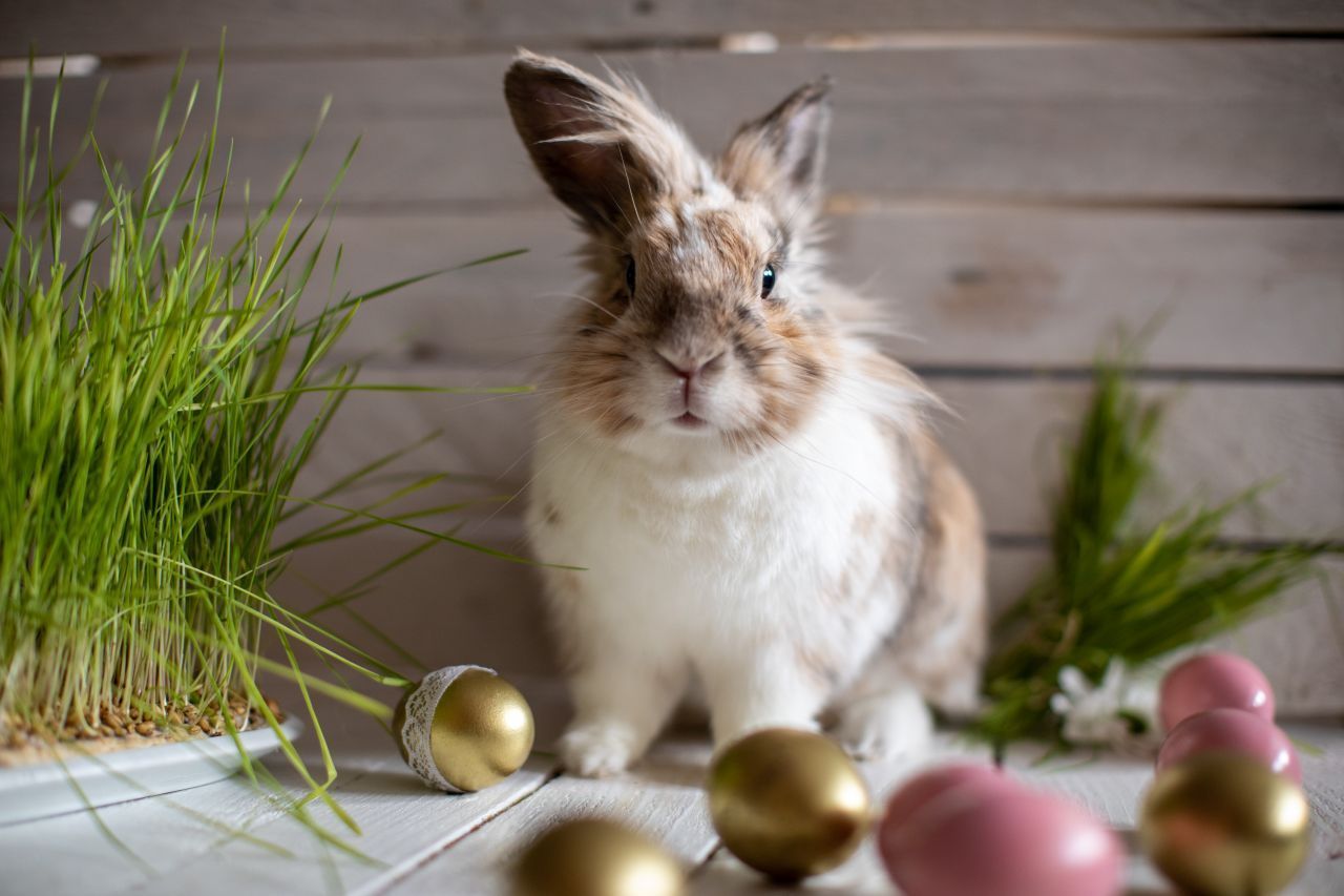 Osterhase: Ursprung Und Bedeutung Der Oster-Bräuche